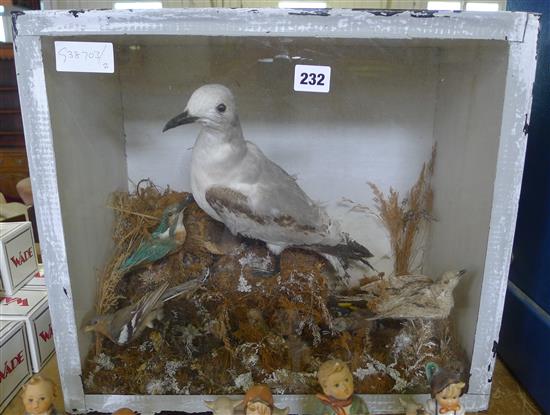 Seagull & other birds in glass case